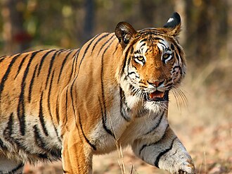 Nagpur Zoo (Nandanvan Zoo) - Image 2