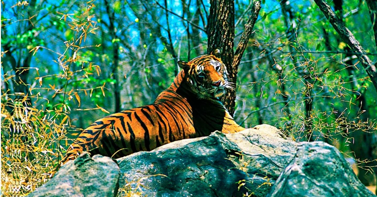 Namdapha National Park - Image 2