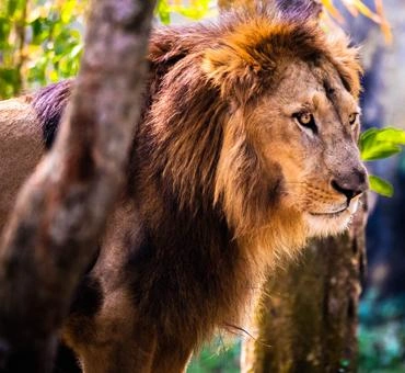 Nandanvan Zoo - Image 2
