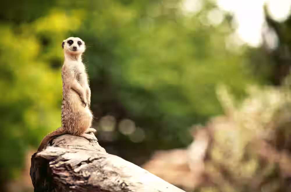 Nandanvan Zoo - Image 3