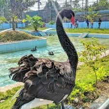 Nandanvan Zoo - Image 5