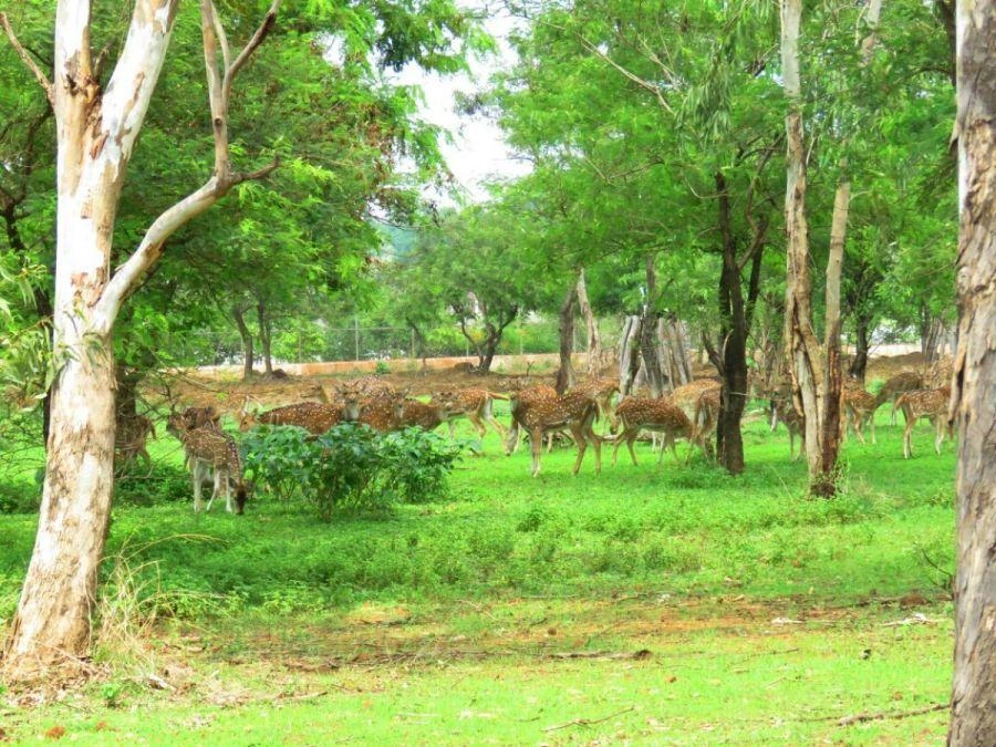 Nandanvan Zoo - Image 4