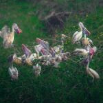 Nellai Wildlife Sanctuary