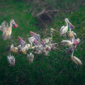 Nellai Wildlife Sanctuary