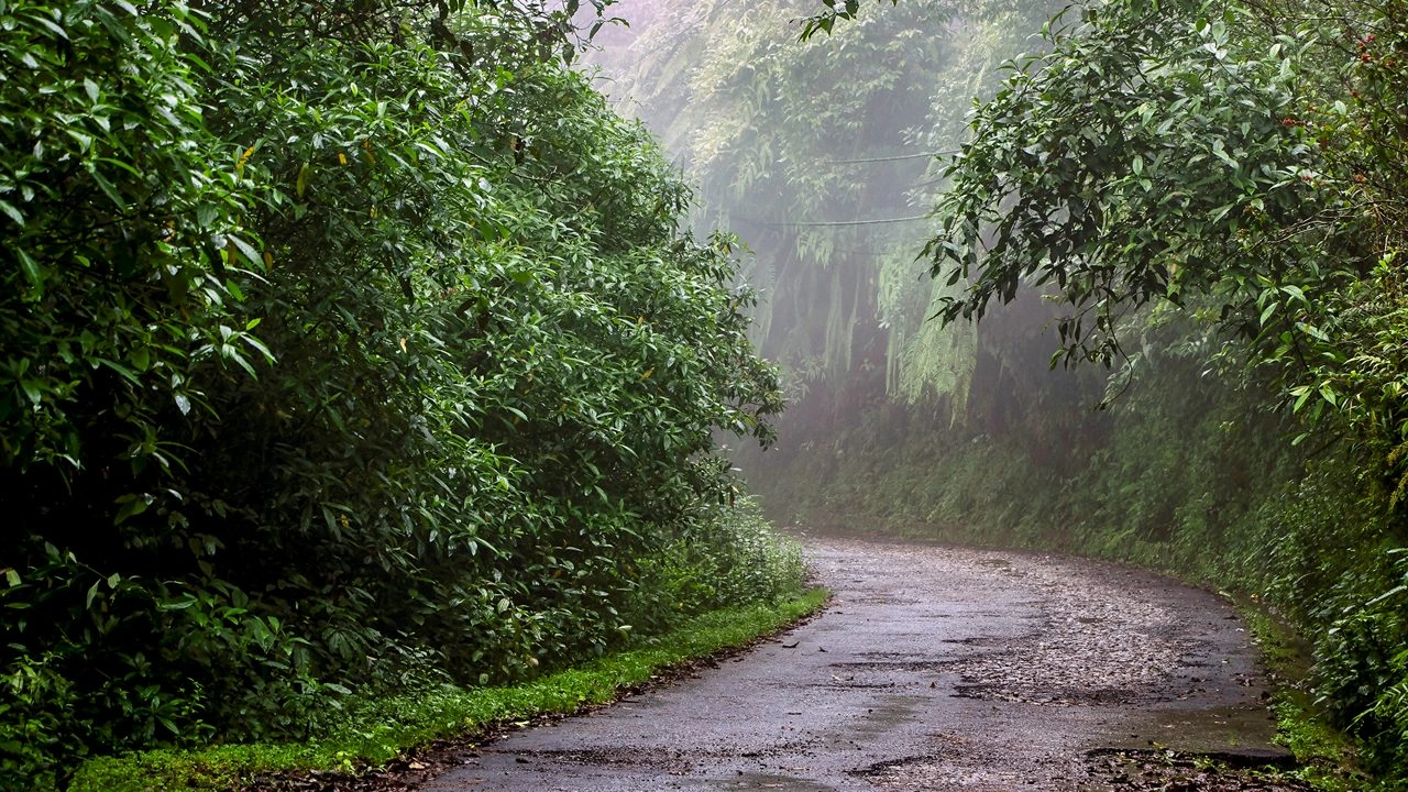 Neora Valley National Park - Image 2