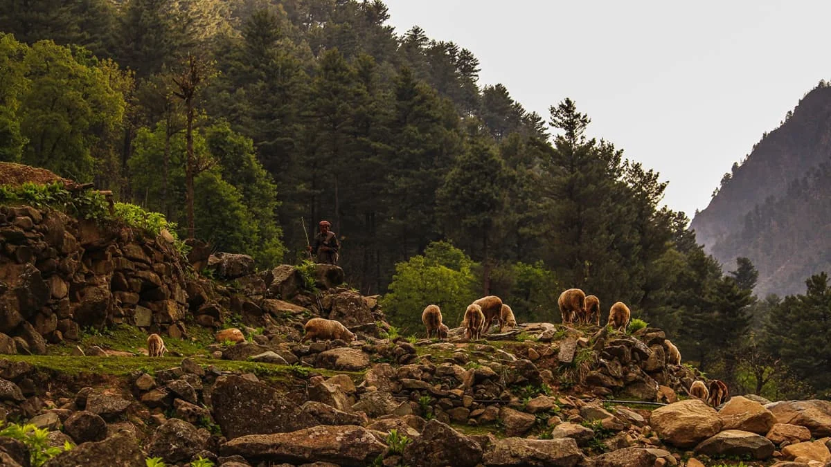 Nokrek National Park - Image 5