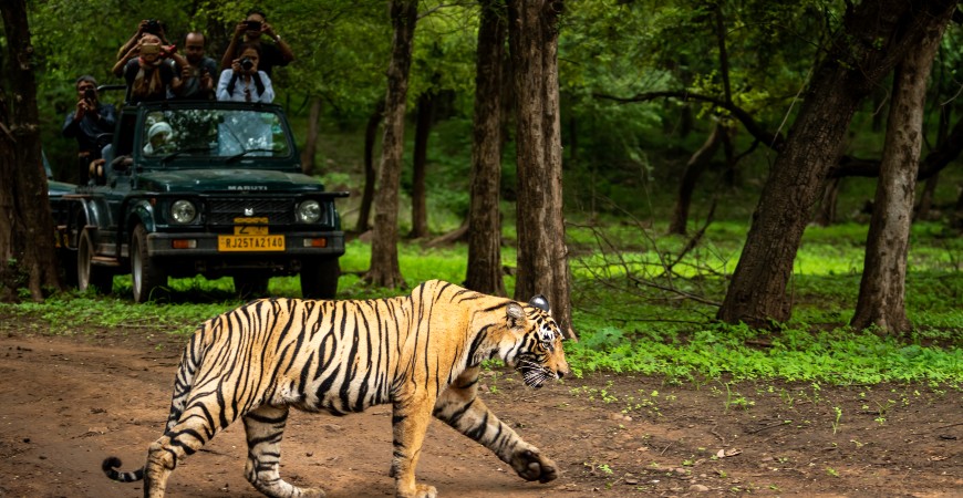 Pench National Park - Image 2
