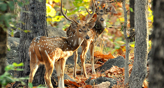 Pench National Park - Image 3