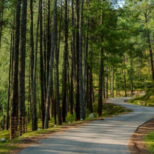 Pine Forest Ooty