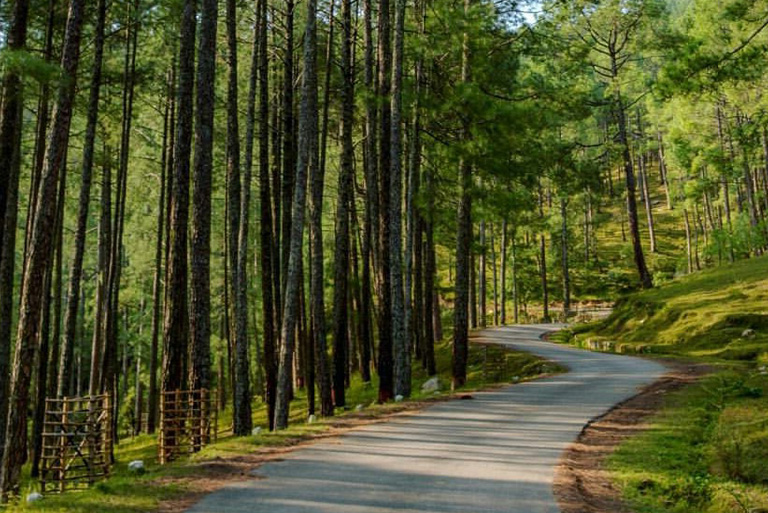 Pine Forest Ooty