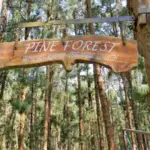Pine Forest Ooty