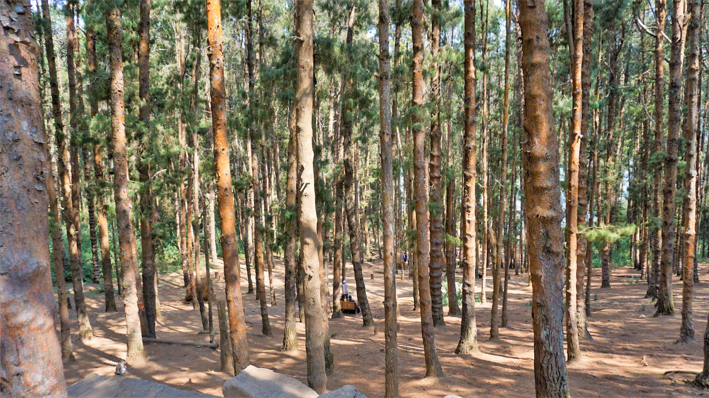 Pine Forest Ooty