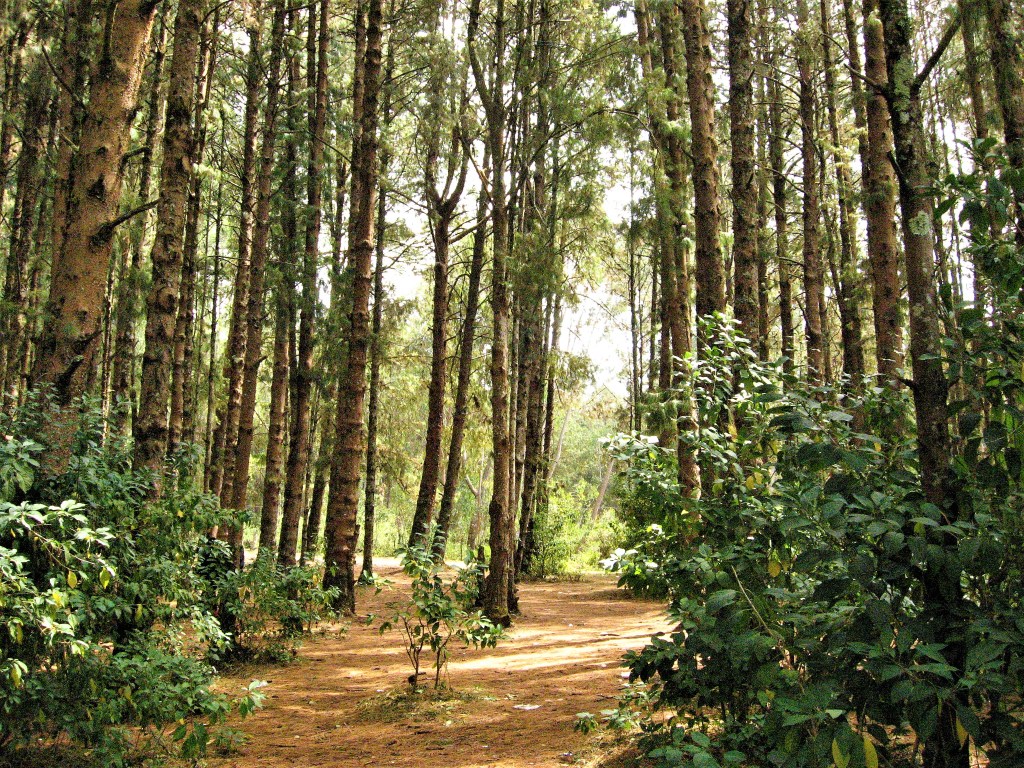 Pine Forest Ooty