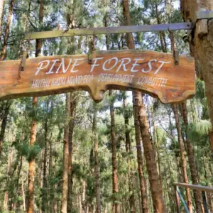 Pine Forest Ooty