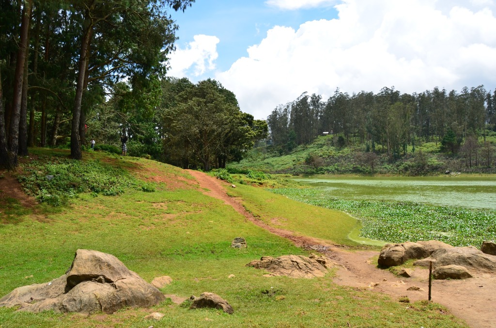 Pine Forest Ooty