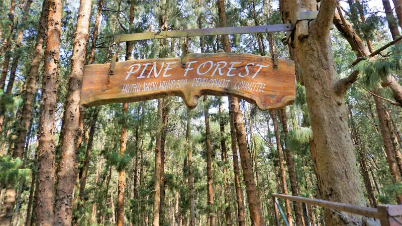 Pine Forest Ooty