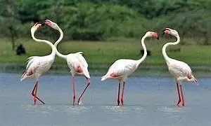 Point Calimere Wildlife and Bird Sanctuary Nagapattinam