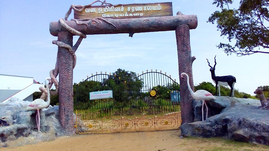 Point Calimere Wildlife and Bird Sanctuary in Kodiakarai (Nagapattinam)