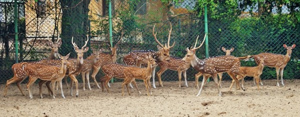 Pondicherry Zoo - Image 4