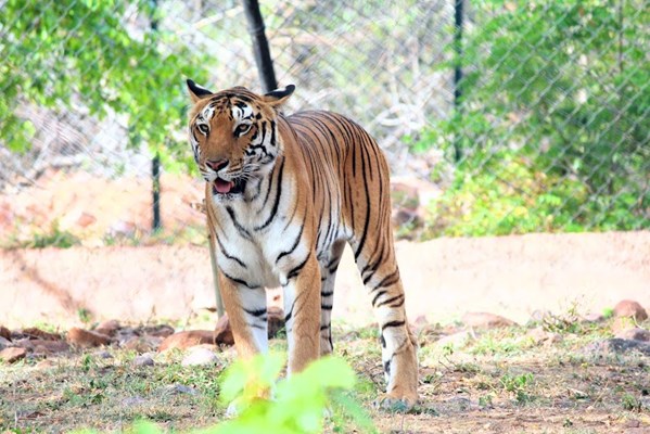 Pondicherry Zoo - Image 5