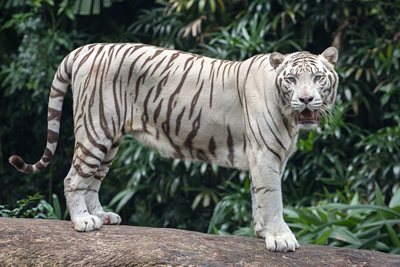 Ranchi Zoo - Image 3