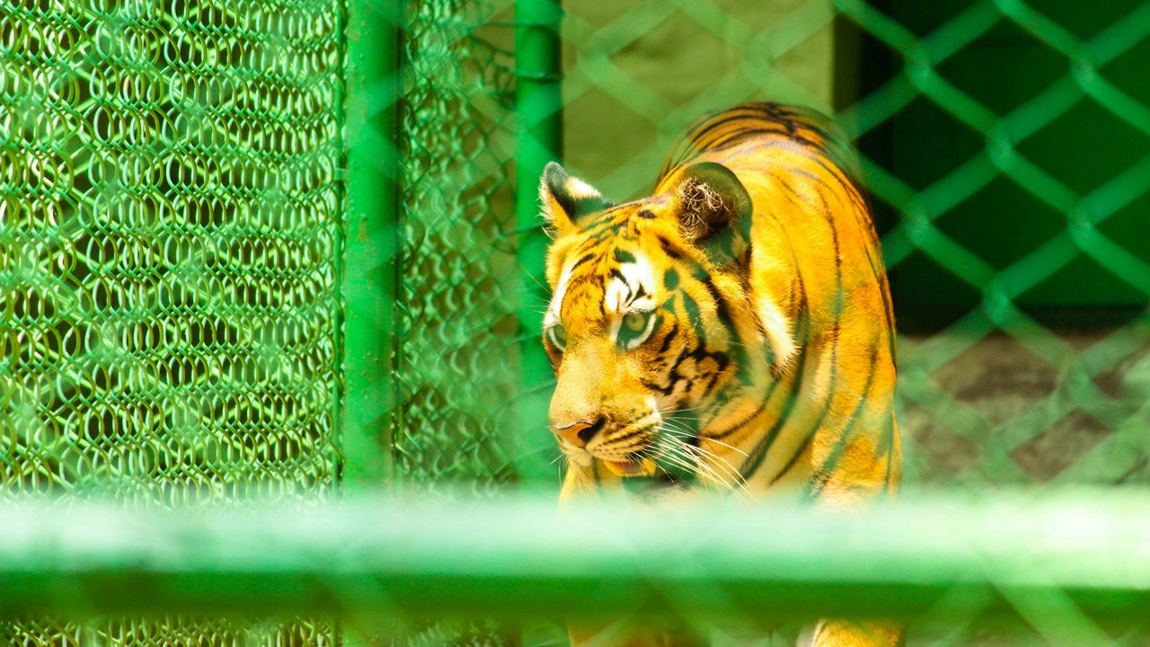 Ranchi Zoo - Image 4