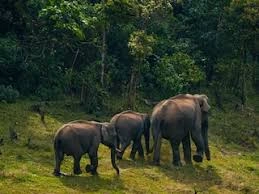 Ranchi Zoo - Image 5