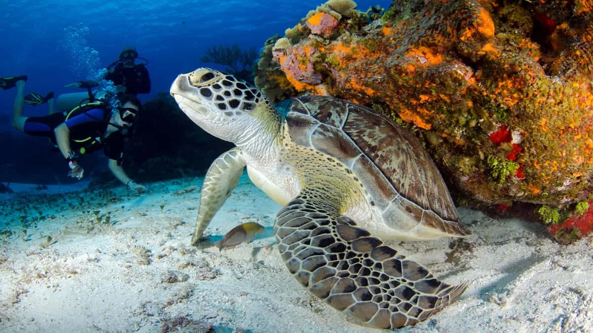 Rani Jhansi Marine National Park - Image 2