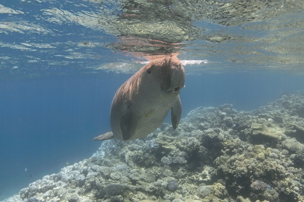 Rani Jhansi Marine National Park - Image 3