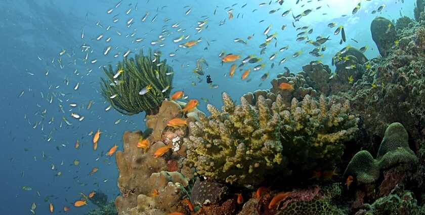 Rani Jhansi Marine National Park - Image 4