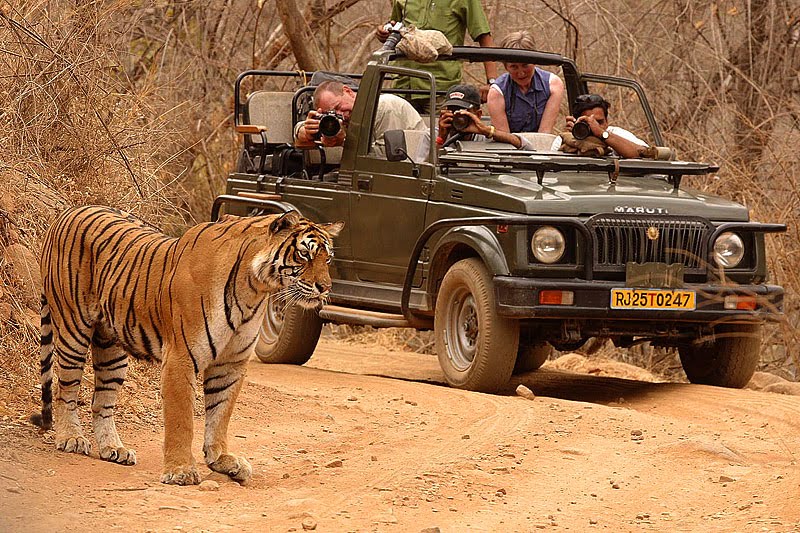 Ranthambore National Park - Image 2
