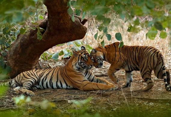 Ranthambore National Park - Image 4