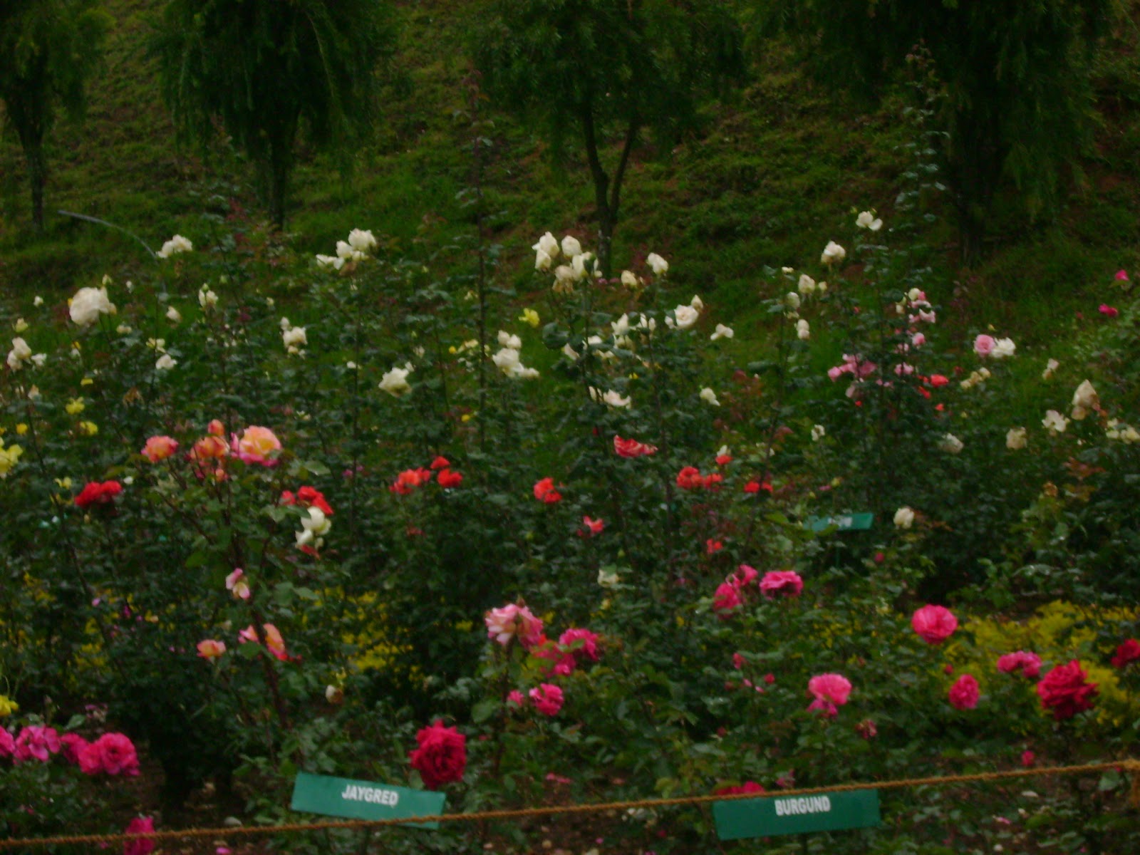 Rose Garden Kodaikanal
