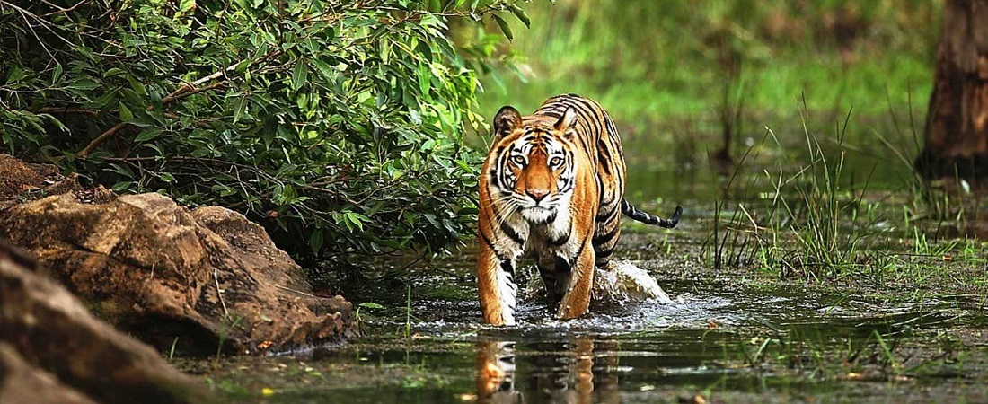 Sanjay National Park - Image 2