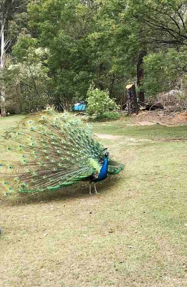 Sanjay National Park - Image 3