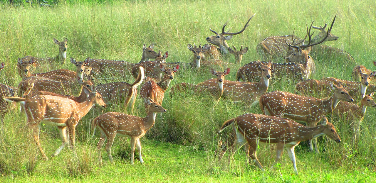 Sanjay National Park - Image 4