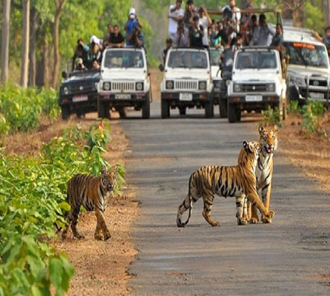 Sariska Tiger Reserve and Zoo - Image 2