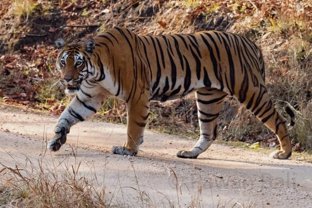 Sariska Tiger Reserve and Zoo - Image 3