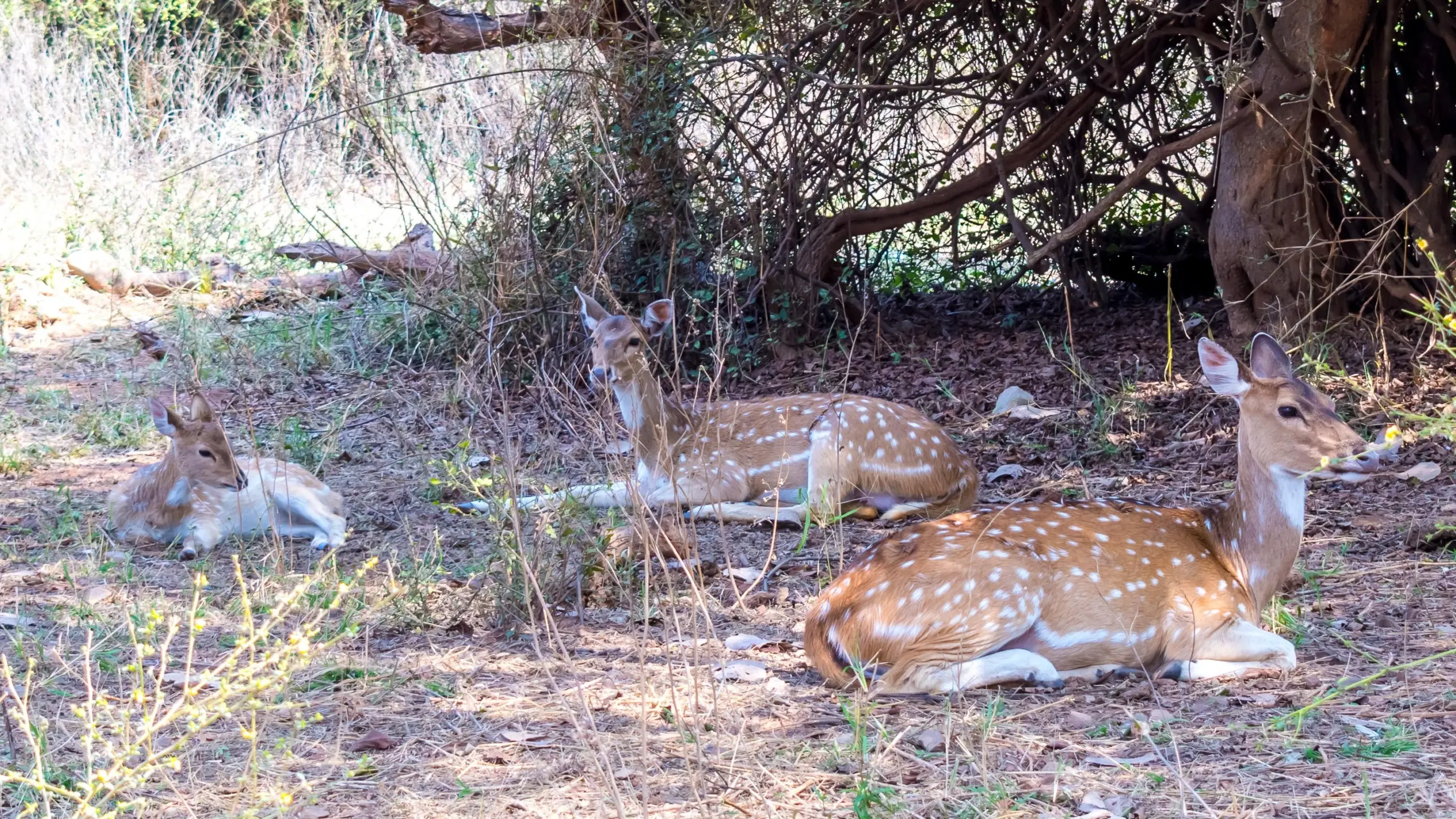 Sariska Tiger Reserve and Zoo - Image 4