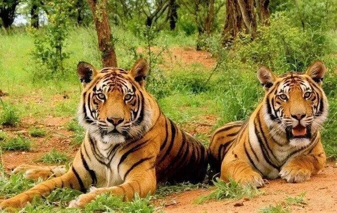 Sariska Tiger Reserve and Zoo - Image 5