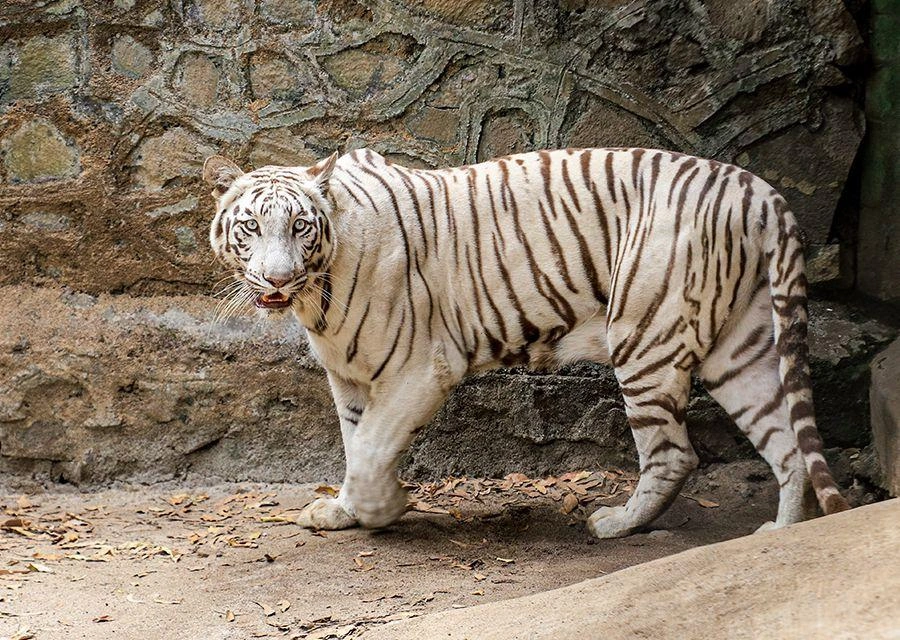 Shivaji Zoo - Image 3