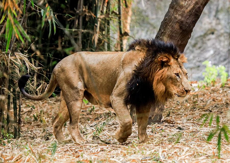 Shivaji Zoo - Image 4