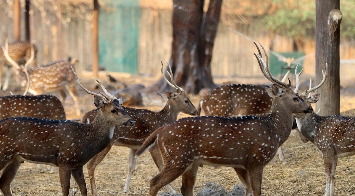 Shivaji Zoo - Image 5
