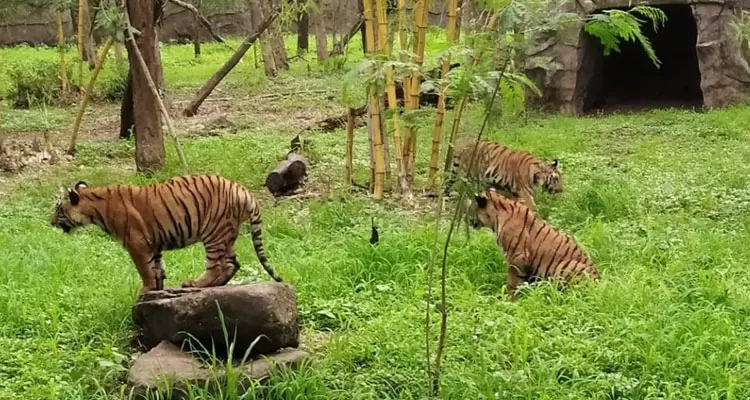 Shivaji Zoological Park - Image 2