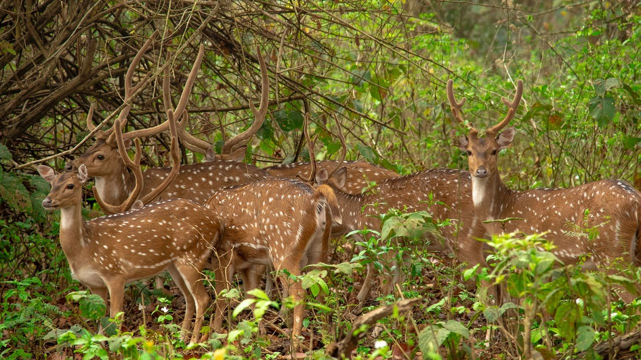 Siliguri Zoo (Mahananda Wildlife Sanctuary) - Image 2