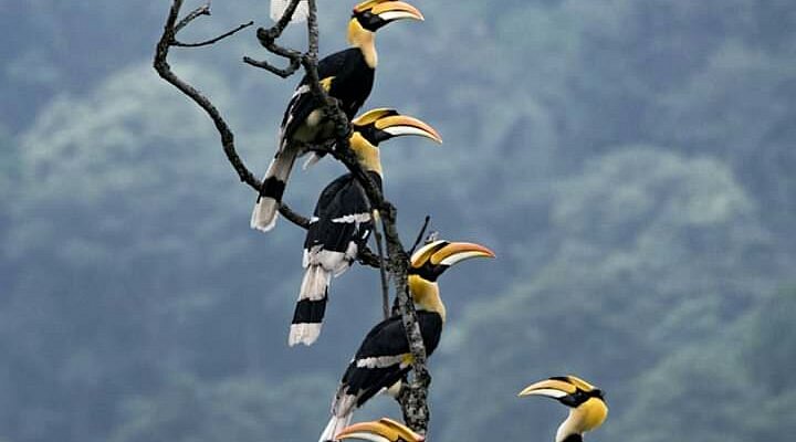 Siliguri Zoo (Mahananda Wildlife Sanctuary) - Image 3