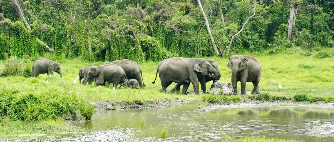 Siliguri Zoo (Mahananda Wildlife Sanctuary) - Image 4