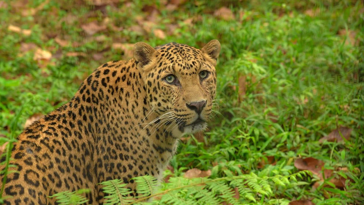 Siliguri Zoo (Mahananda Wildlife Sanctuary) - Image 5