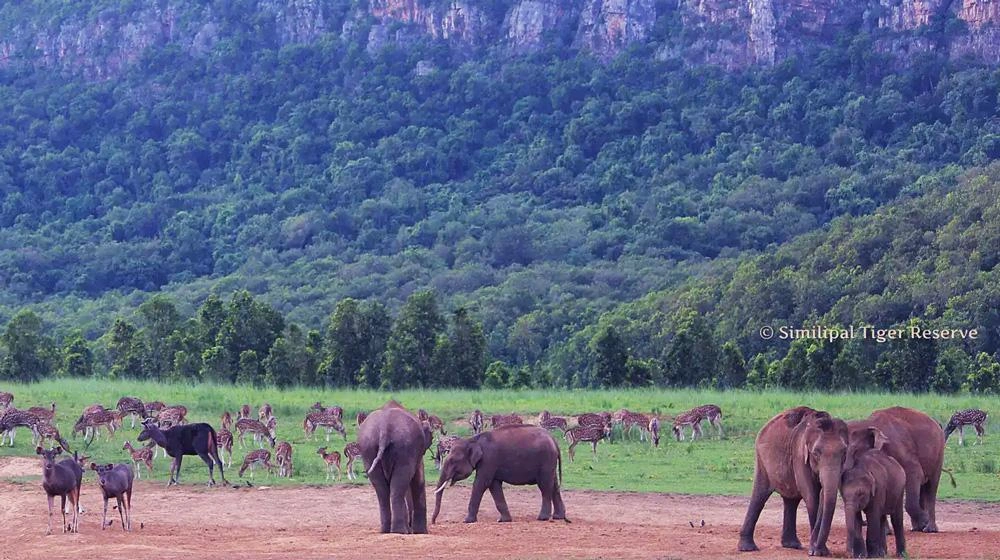 Simlipal National Park - Image 2