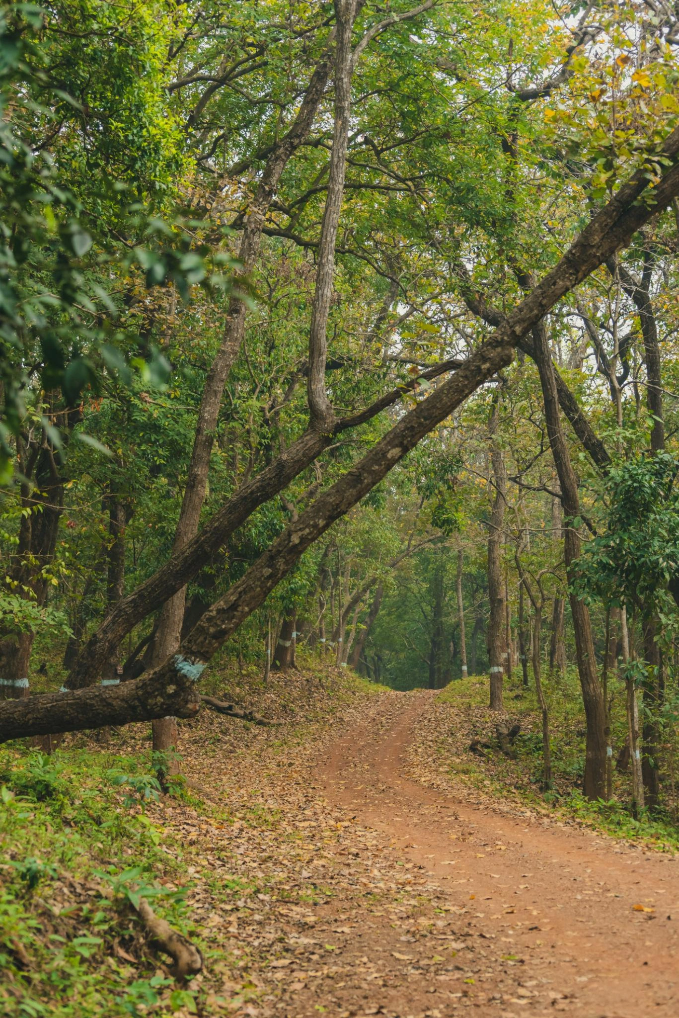 Simlipal National Park - Image 5